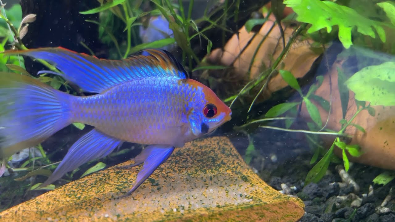 How to Breed German Blue Rams Part 1 | Pairing and Spawning