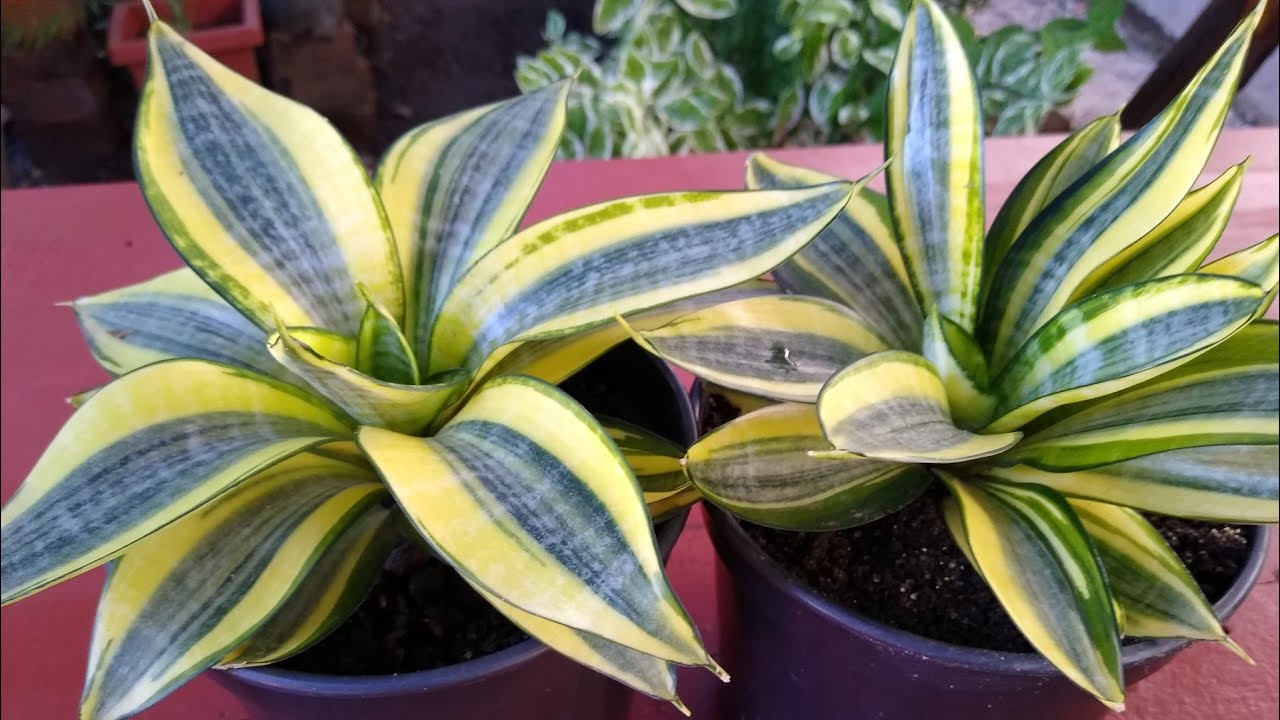 Plantando  Folhas Mini  Espada De São  Jorge  Variegata!!