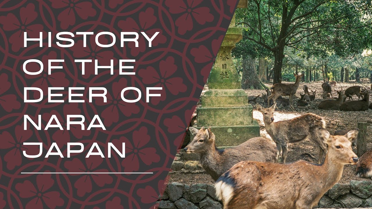 History of the Deer of the Deer Park of Nara Japan