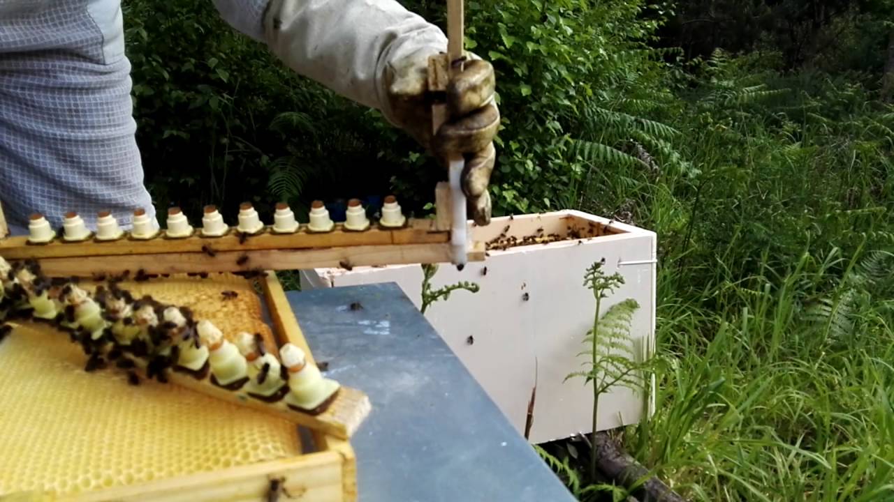 Traslarve y realeras aceptadas