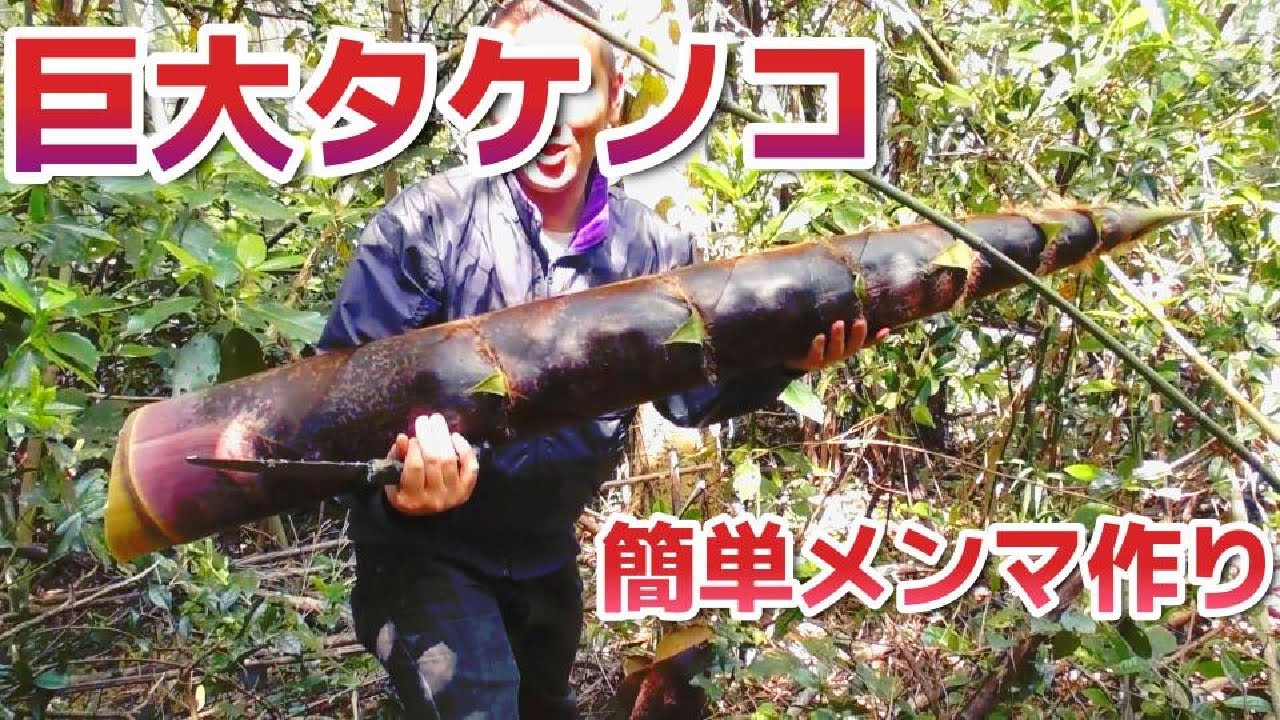 巨大タケノコ（竹）で作る　本格メンマ　筍掘り　自給自足