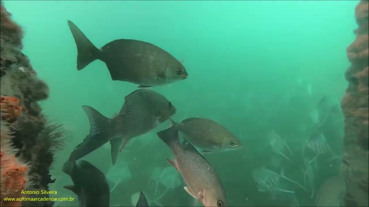 Snorkeling under Newport Fishing Pier Sunny Isles Beach FL EUA by Antonio Silveira.