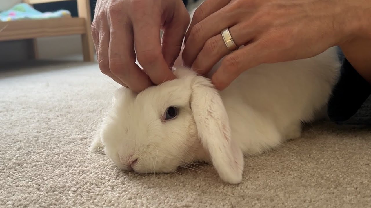 ASMR | Rabbit Massage