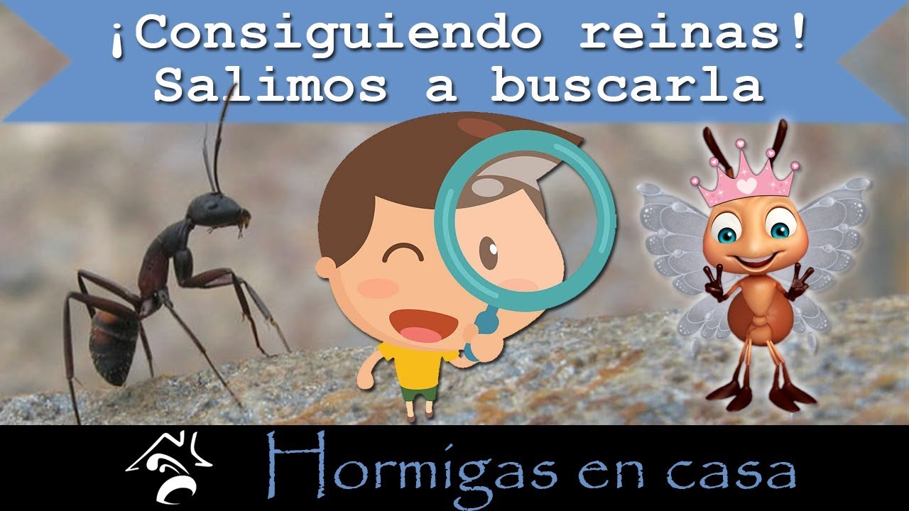 🐜🏠 Cómo conseguir una hormiga reina | Hormigas en casa ✅