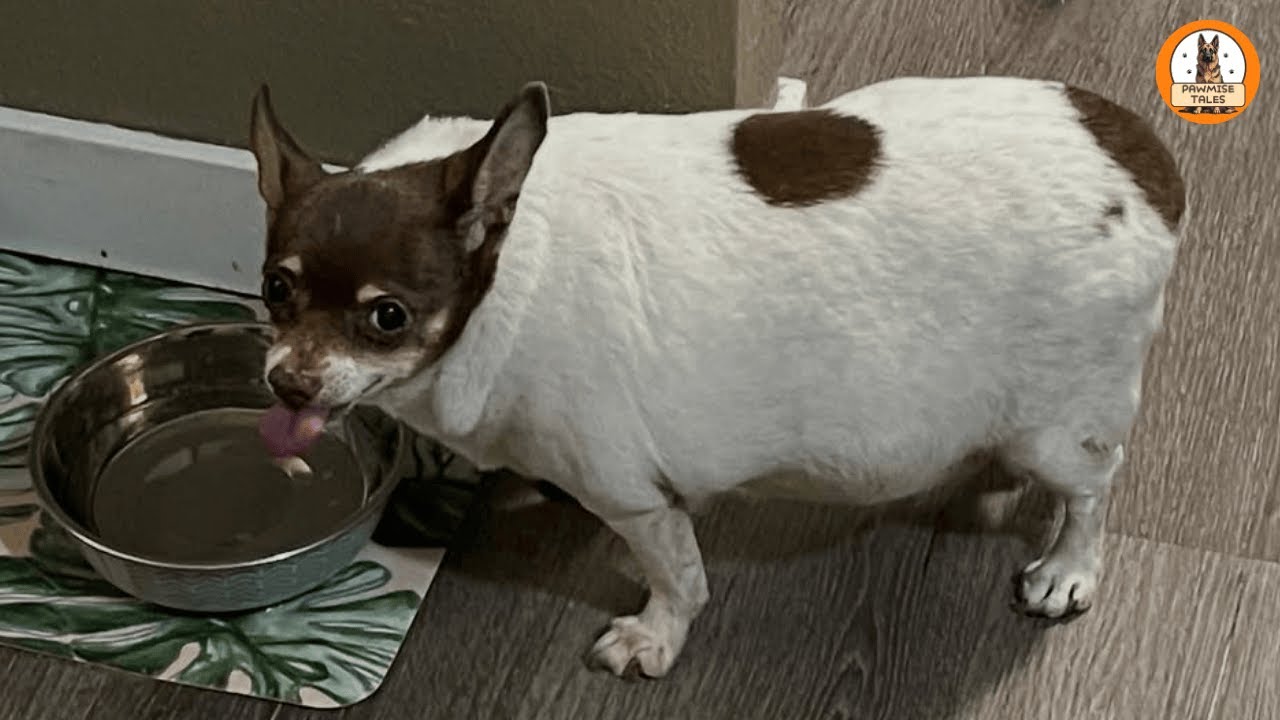 I Adopted the Chubbiest Dog at the Shelter — and He Changed My Life