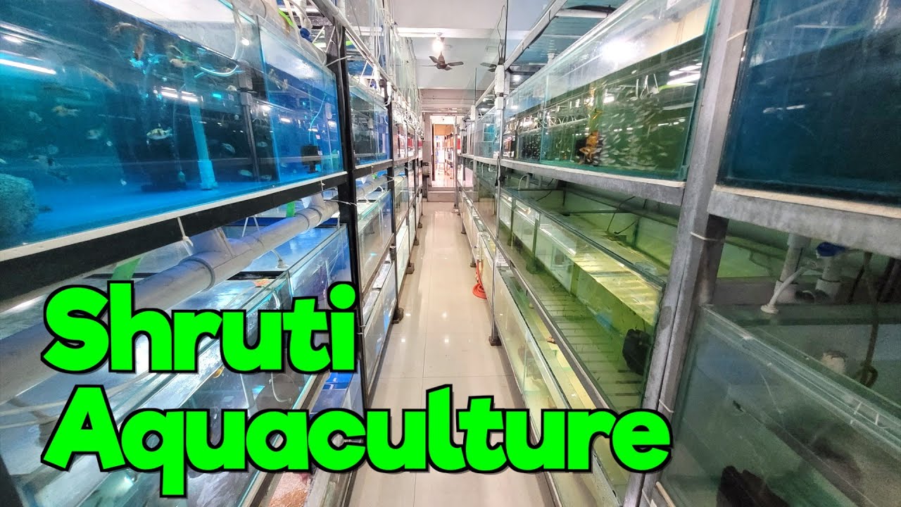 Shruti Aquaculture I Huge Aquarium Fish & Plants Stock I  Part 1