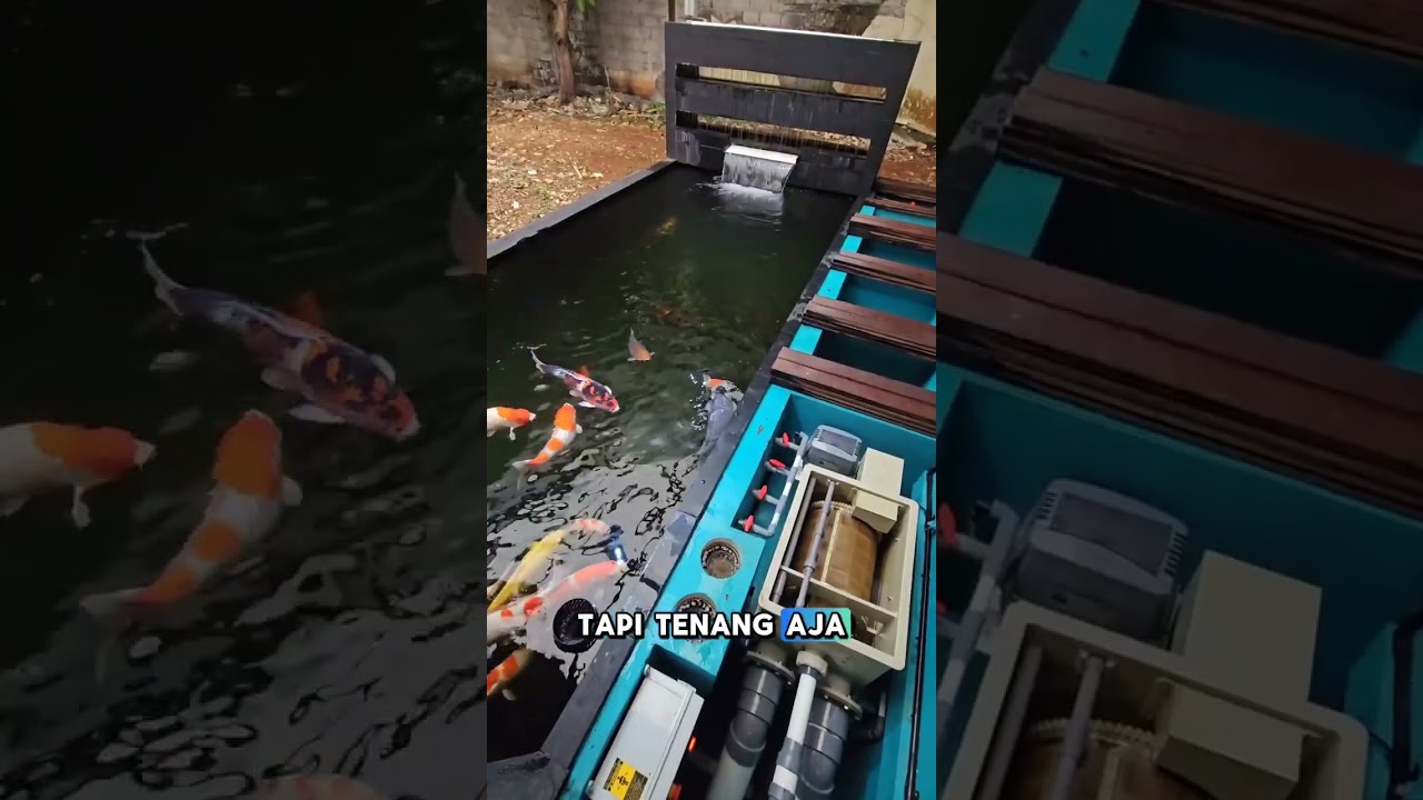 CANGGIH!! KURIA RDF FILTER KOLAM OTOMATIS #koipond #kolamikan #kolamkoi #ikankoi #koifish #koi