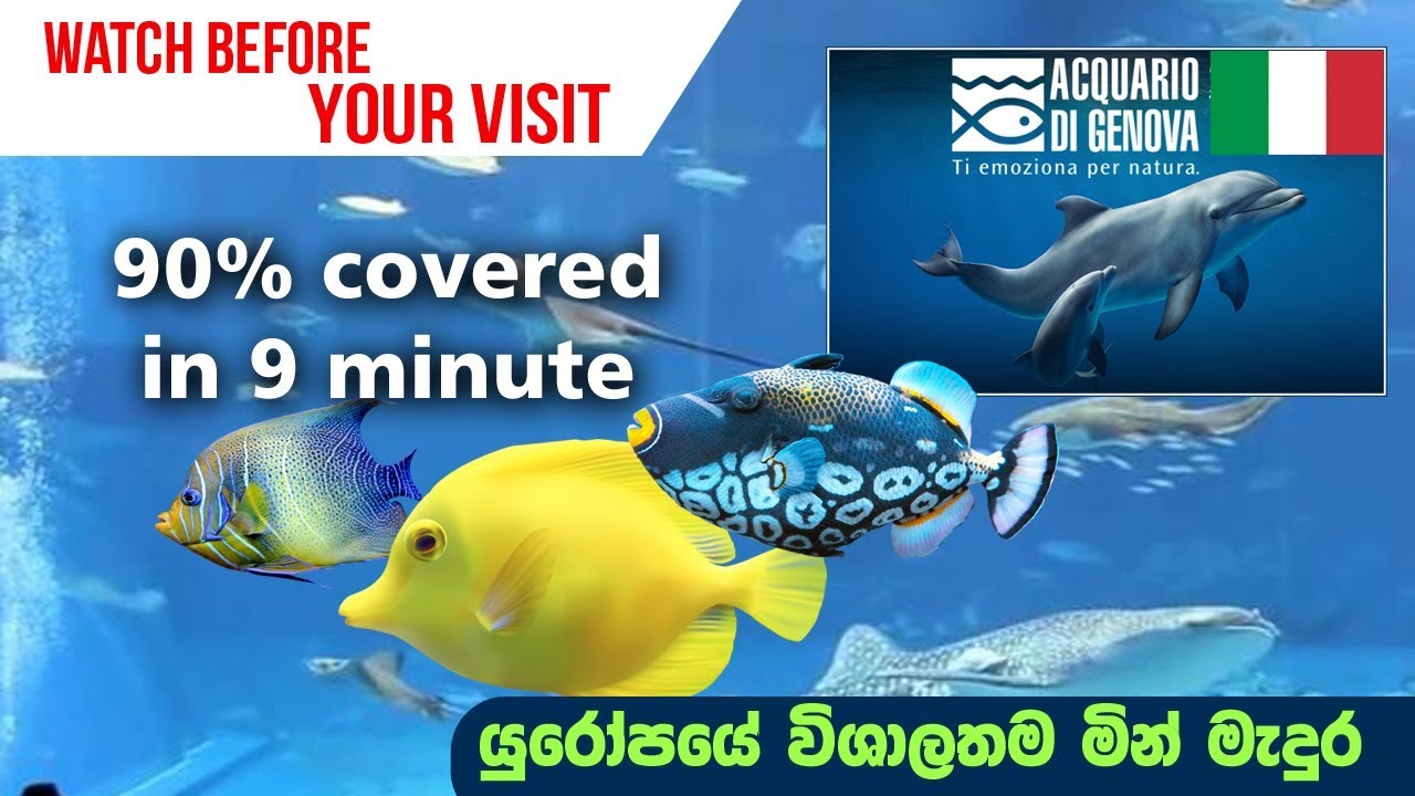 Aquarium of Genova italy MUST WATCH BEFORE VISIT