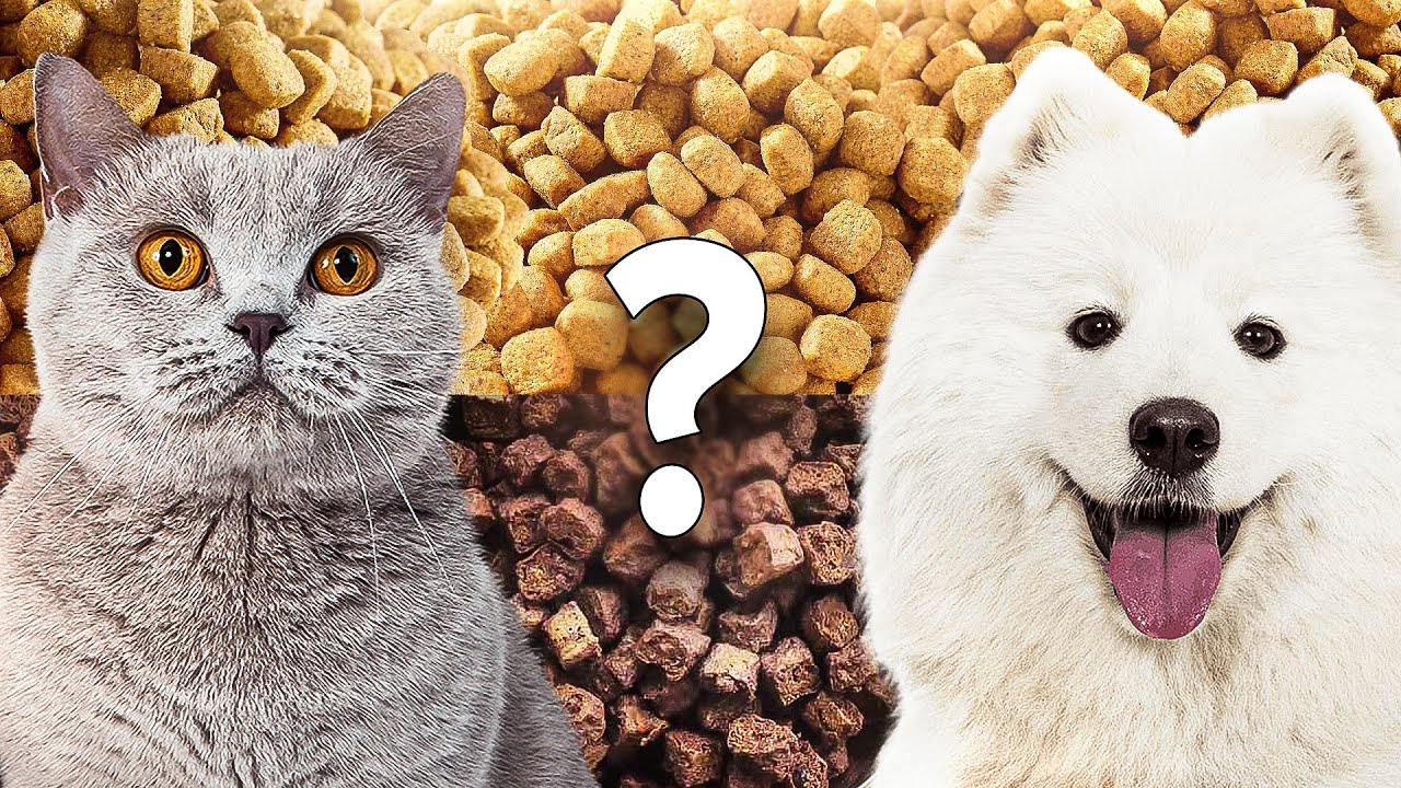 Jaka karma jest najlepsza? | Sucha czy suszona?