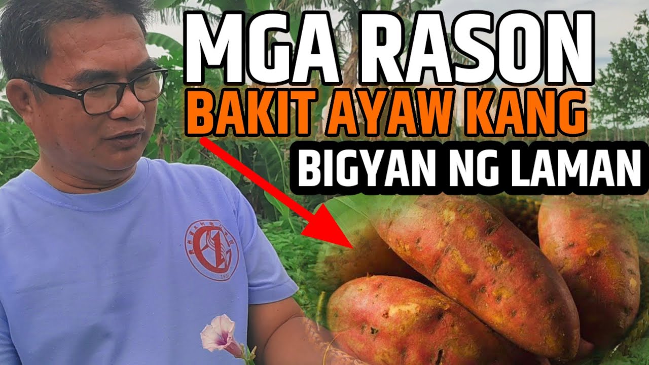 ITO ANG DAHILAN BAKIT MADAMOT MAG BIGAY NG LAMAN ANG KAMOTE! | D' Green Thumb
