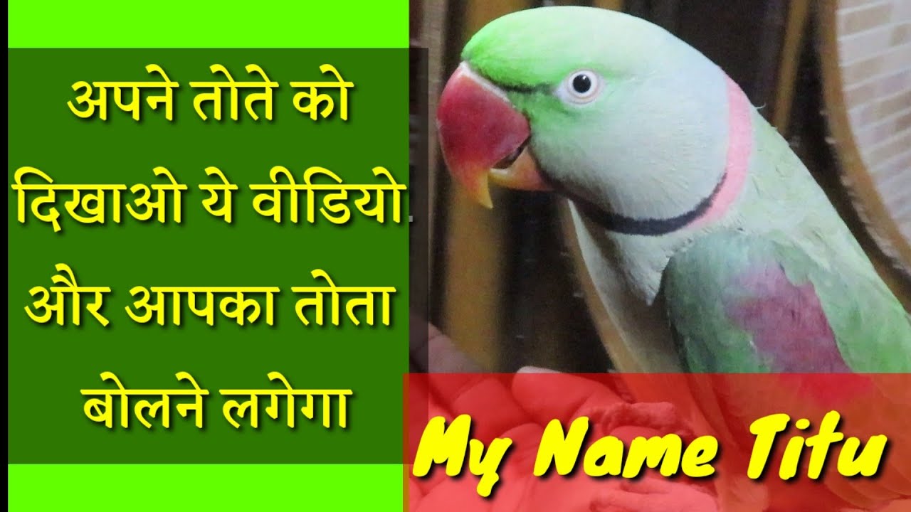 अपने तोते को दिखाओ ये वीडियो और आपका तोता बोलने लगेगा - Talking parrots