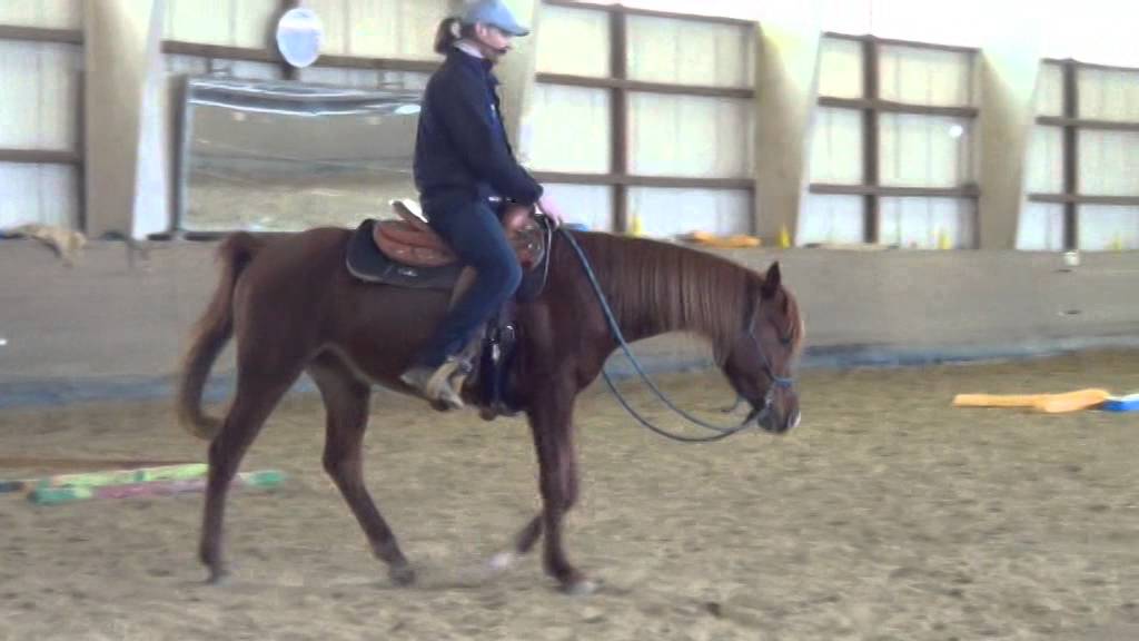 2016 Araber Wallach Aramis Teil 3 Reiten