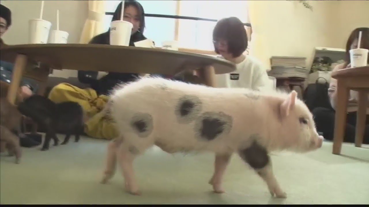 Micro Pig Cafe!