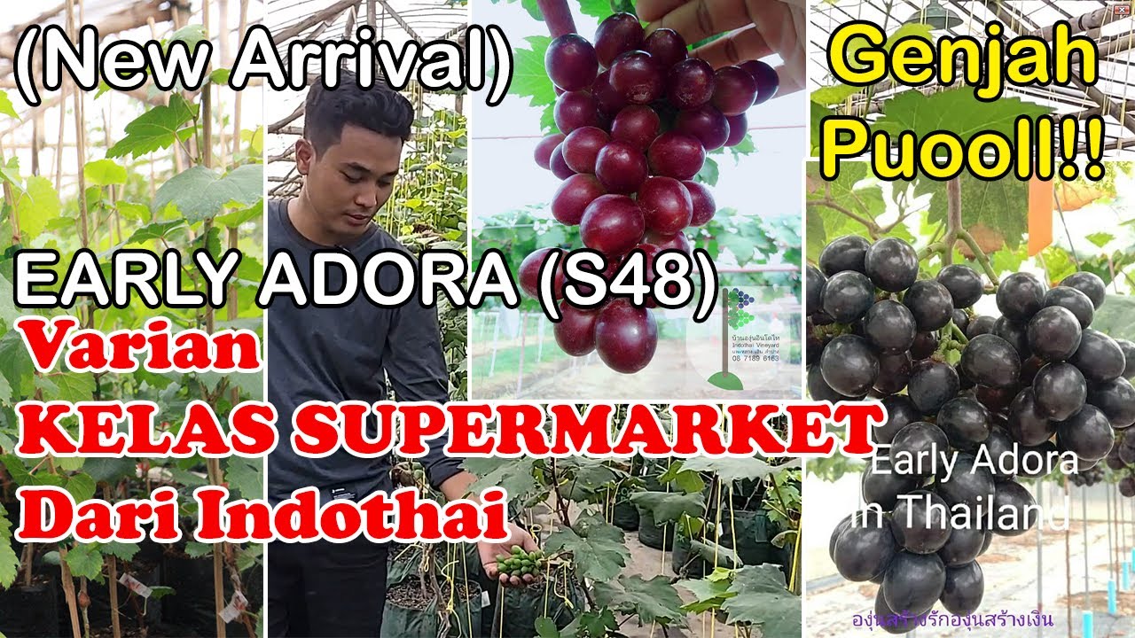 Release Early Adora (Sugra 48) Anggur Kelas SUPERMARKET, Rekomendasi Indothai. ASLI GENJAH POOL...!