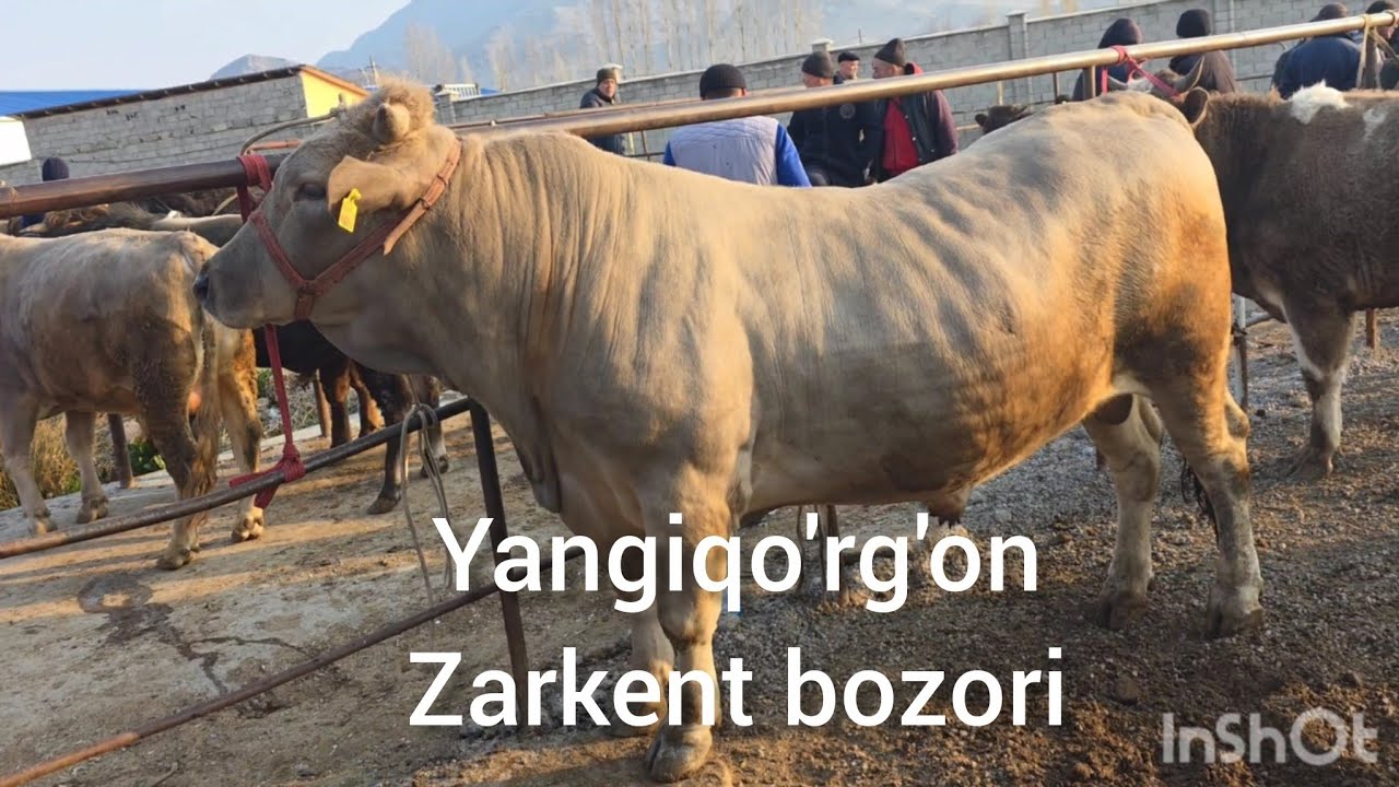  Arzon bozor Namangan vil  zarkent chorva bozori  24.02.2026