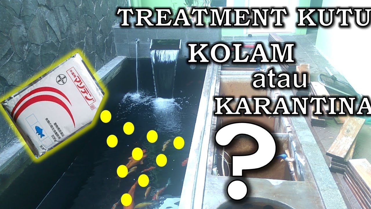 CARA MENGATASI DAN MEMBASMI KUTU IKAN KOI | masoten