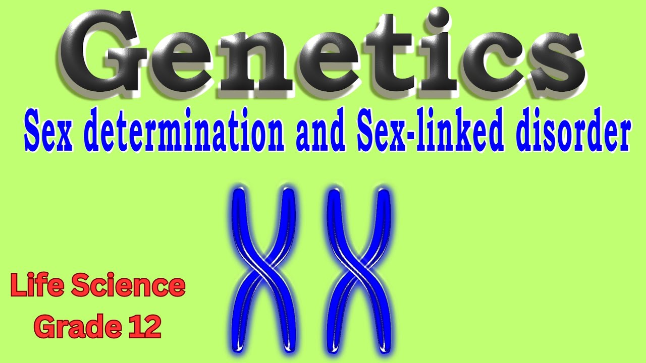Genetics | Sex determination | Sex-linked inheritance | Life science grade 12
