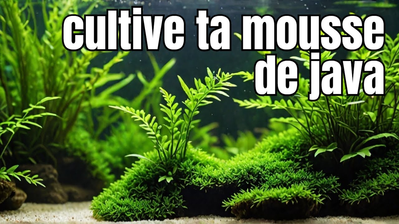 Comment faire pousser de la mousse de Java facilement ?