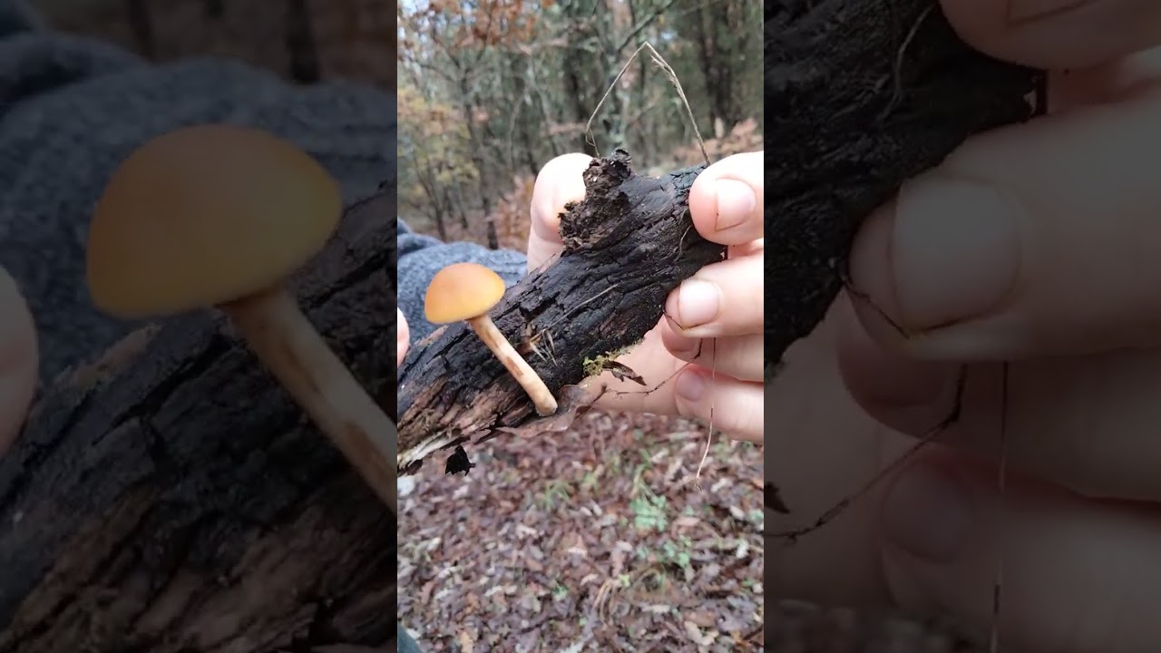 Galerina marginata - Pillole di Micologia - Conoscere i funghi con Giacomo Jack Ispettore Micologo