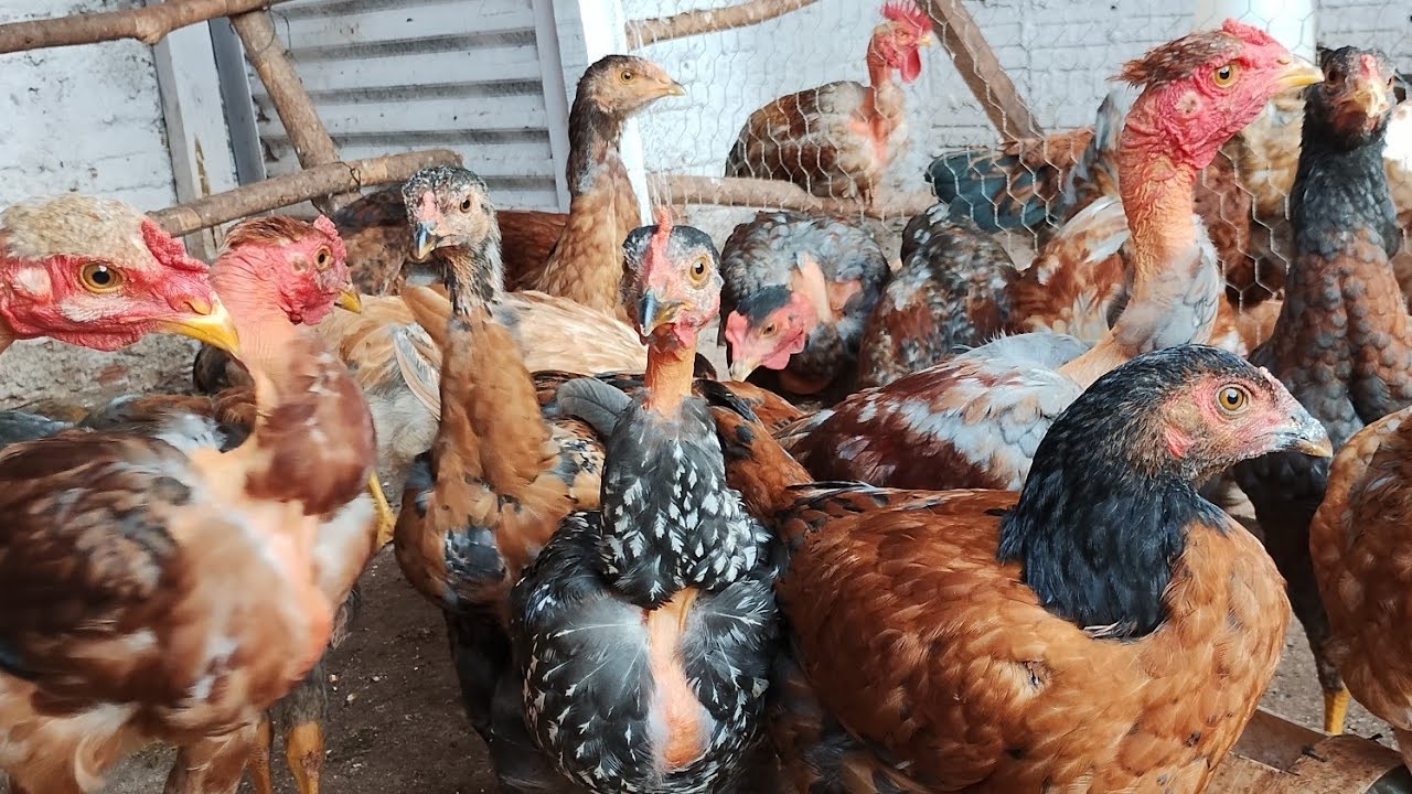 Frangos com três meses  chegando no ponto de abater várias idades 🐓🐓