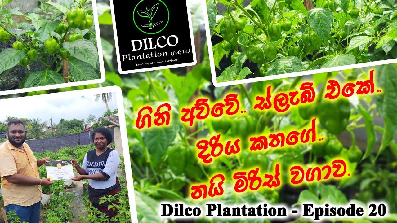 ගිනි අව්වේ.. ස්ලැබ් එකේ.. දිරිය කතක් විසින් නයි මිරිස් වවන ක්‍රමය - Dilco Plantation - Ep 20