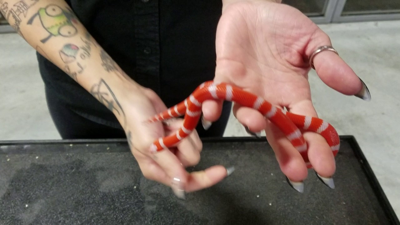 Baby Albino Tangerine Honduran Milksnakes at LLLReptile