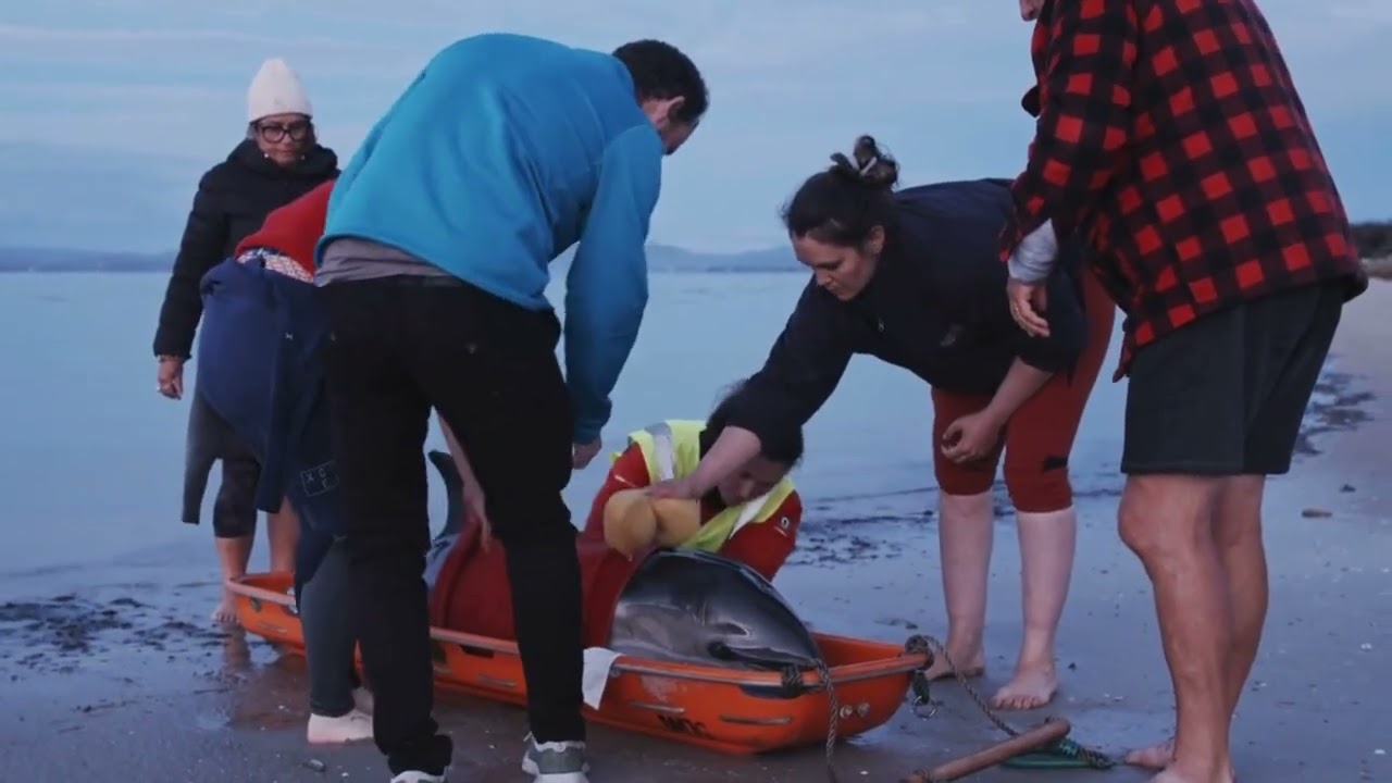 Blacksod Bay a mass stranding hotspot for Common dolphins