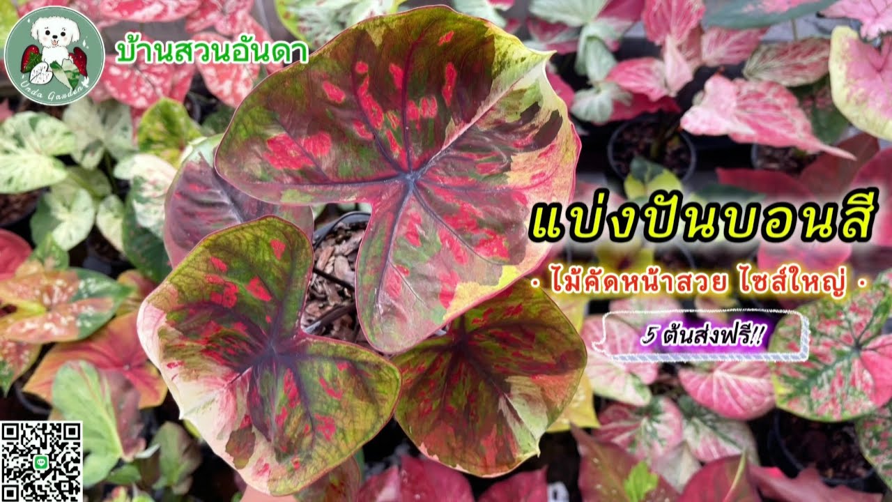 แบ่งปันบอนสีวันที่ 21 ม.ค. 2569 #บอนสี #caladium #garden #plants #ไม้ด่าง #plantlover 