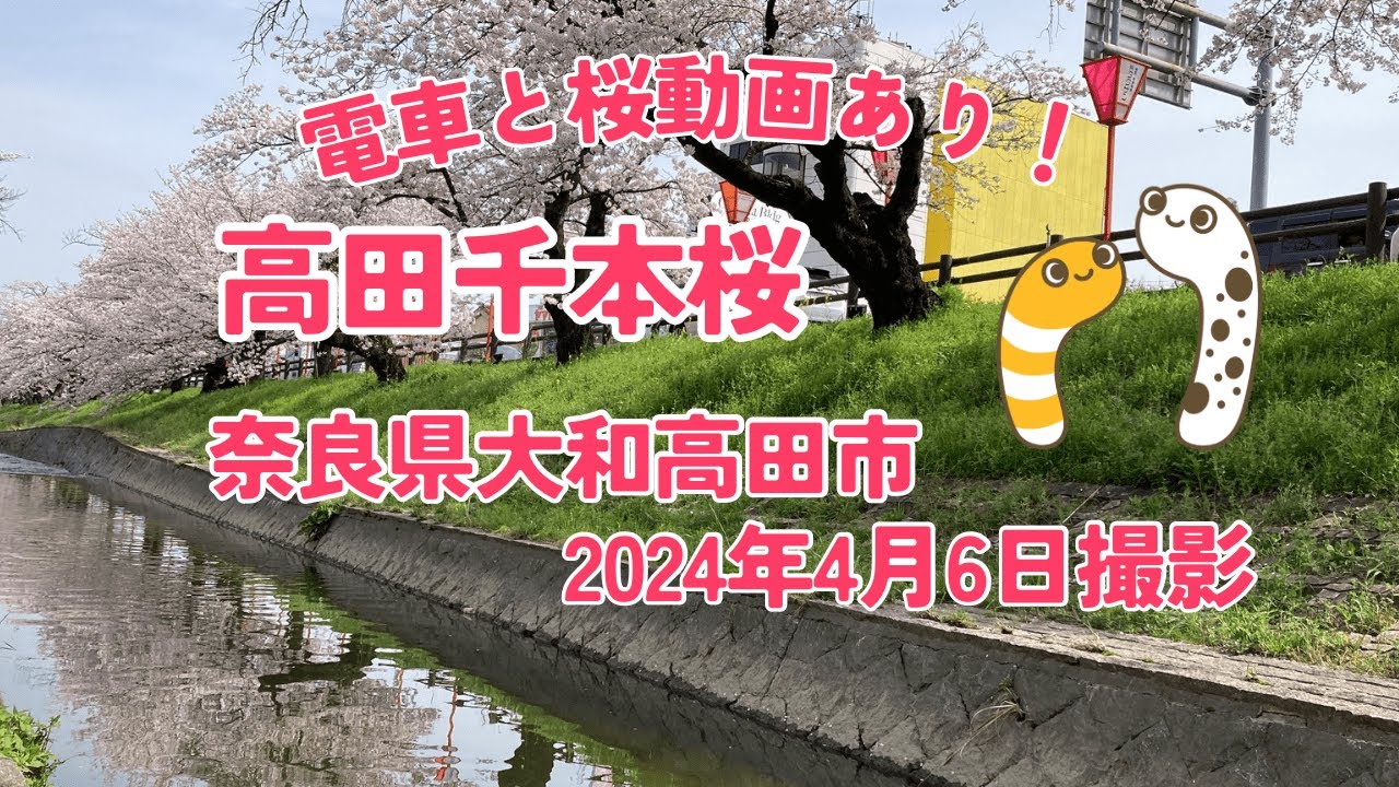高田千本桜　奈良県大和高田市　桜全県制覇（2024年4月6日）【にょろ好きのちーさん】
