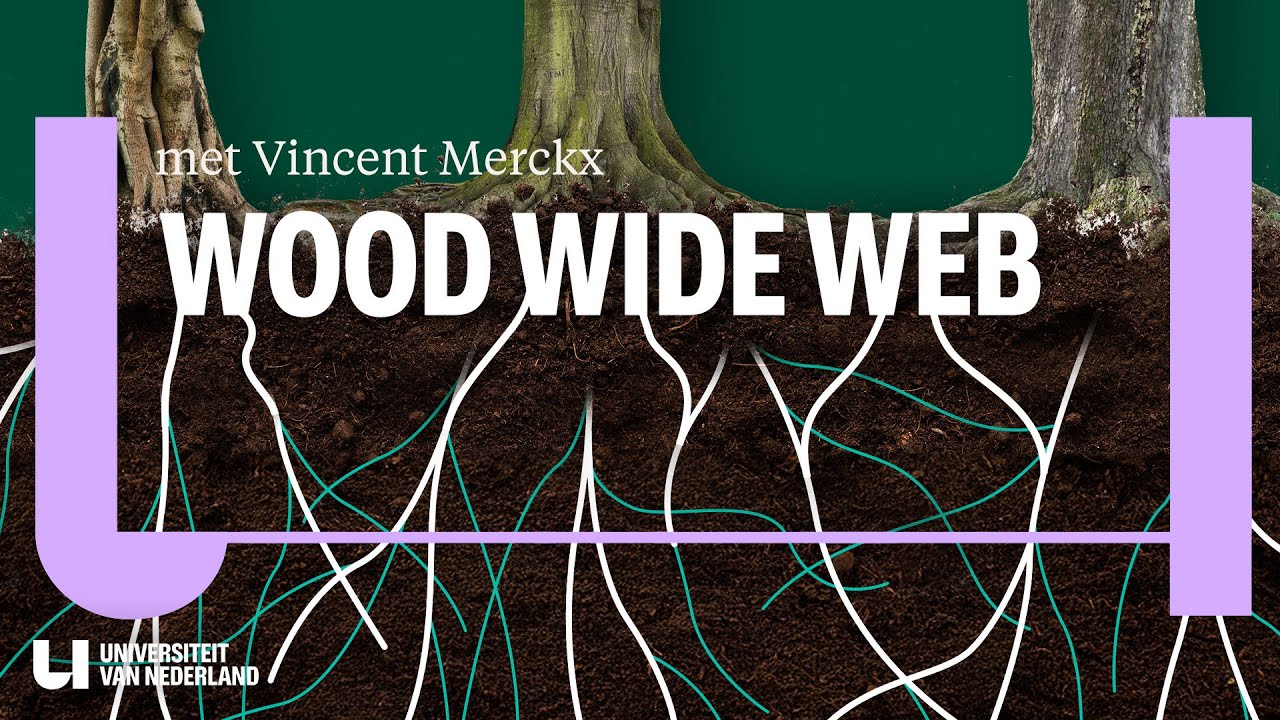 Hoe bomen in het geheim met elkaar praten