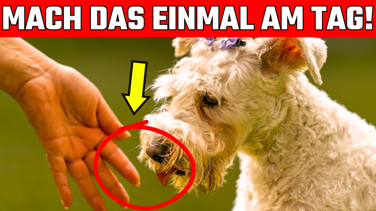 Mach diese 7 Dinge täglich – So weiß dein Hund, dass du ihn liebst