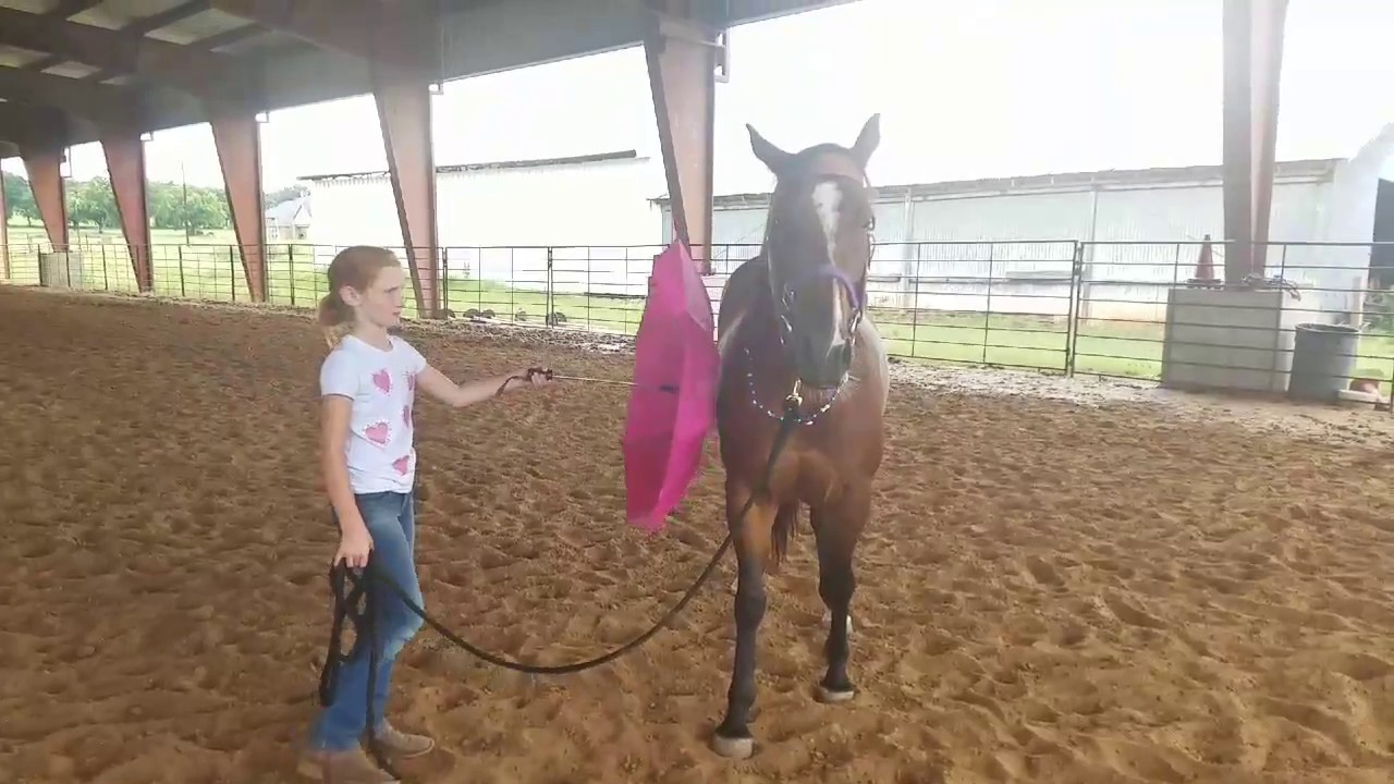Lil Bit and Summer progress June 2017 - desensitization groundwork and 2nd ride