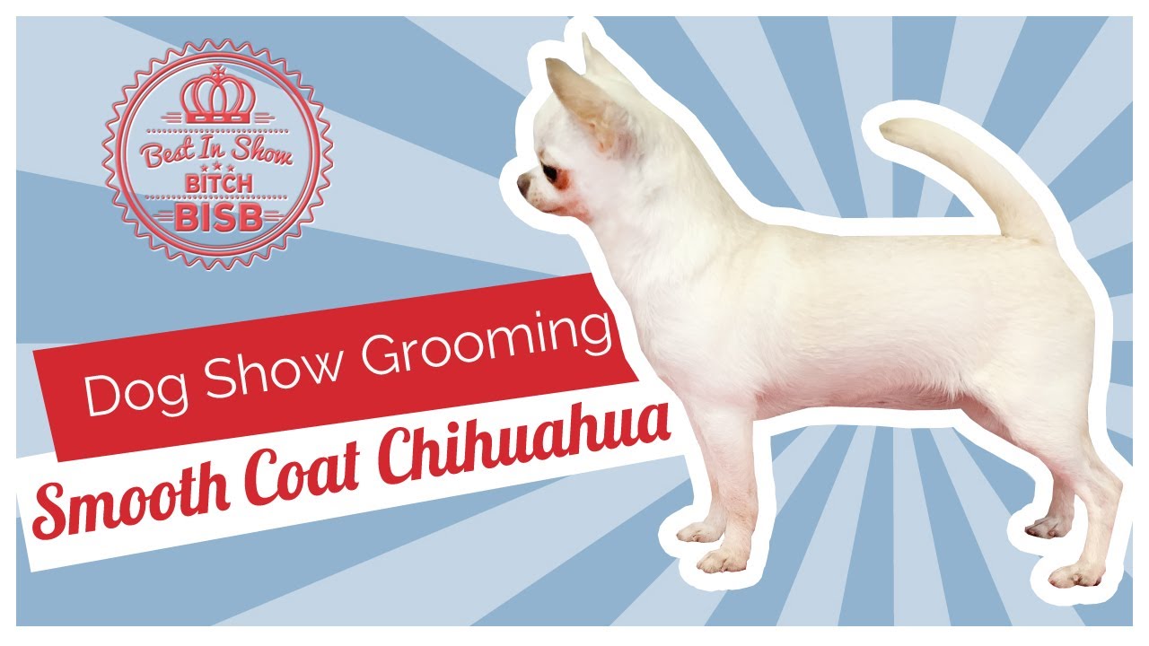 Dog Show Grooming: How To Groom A Smooth Coat Chihuahua