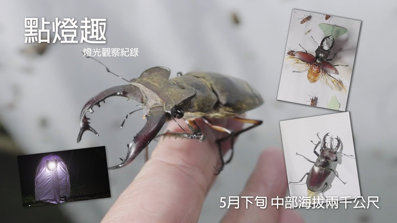[點燈趣] 燈光觀察紀錄 五月底中部中海拔地區 今年栗色深山鍬形蟲畢業 !!! 點燈乾貨 想嘗試點燈必看的紀錄 !!!