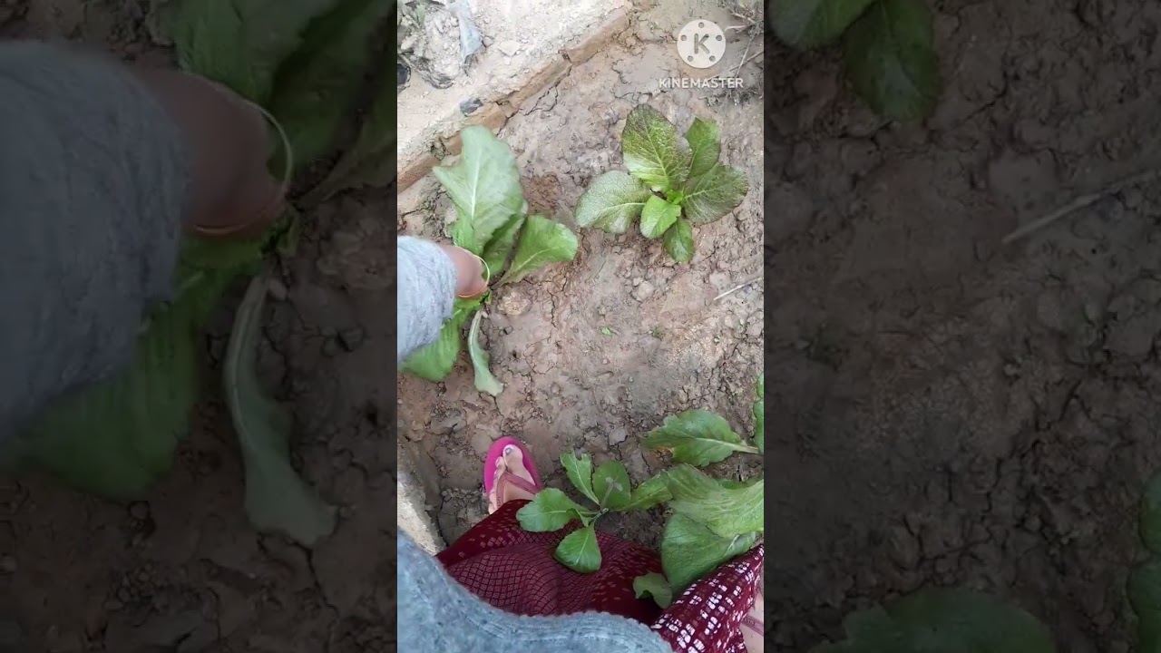 লাই পাট মিছিং সম্প্ৰদায়ৰ ভাষাত কি বোলি কয় যানো আহক/ #bhitalinarahvlog #assamesevlogvideo