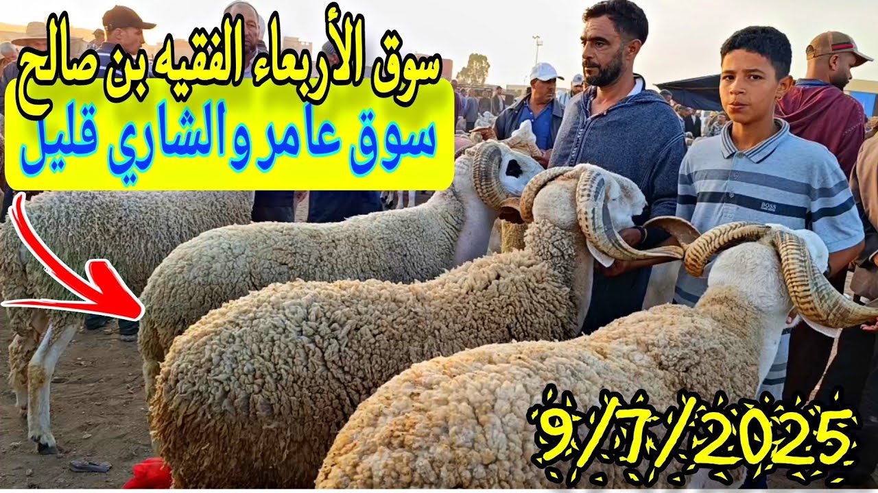 مباشرة من سوق الأربعاء الفقيه بن صالح الخروف الكسابي والحولي والحولية والنعجة تاريخ 9/7/2025🐑🐏🇲🇦