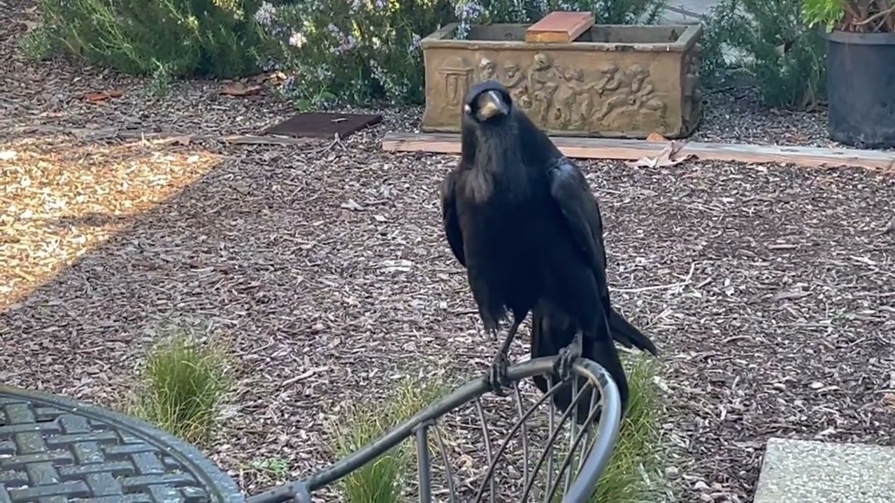 My Wild Raven's Story