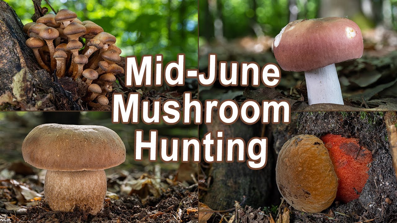 Mushroom Hunting - Mid June 2022 - Scarletina bolete | Summer cep | Porcini | Boletus | Fungi