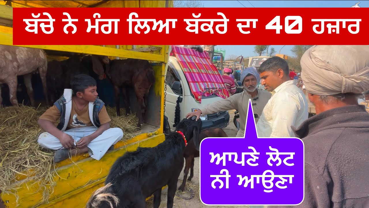ਬੱਚੇ ਨੇ ਮੰਗ ਲਿਆ ਬੱਕਰੇ ਦਾ 40 ਹਜ਼ਾਰ । Tungwali Bakra Mandi #bakramandi