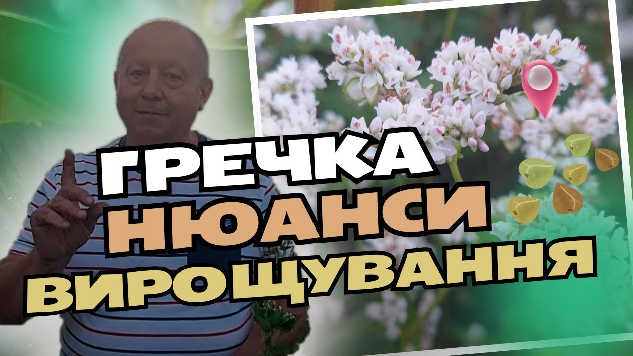 Гречка. Нюанси вирощування.