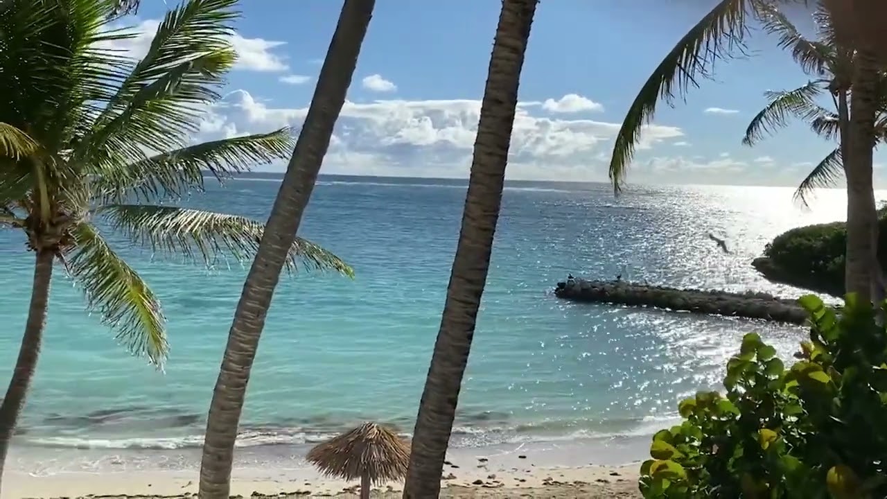 HD Tropical Island Beach and Jazz Music - White Sand with Palm Trees Paradise - Relaxation