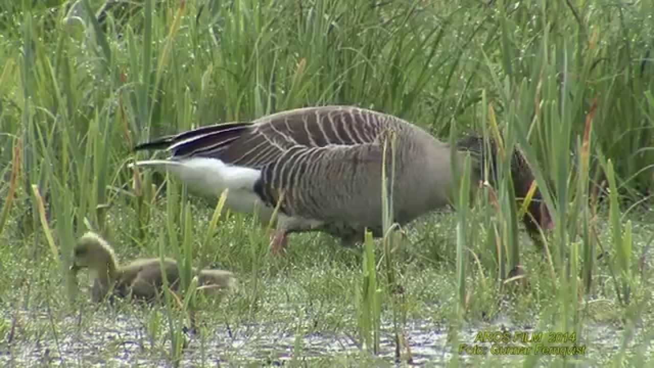 GR&Aring;G&Aring;S  Greylag Goose  (Anser anser)  Klipp - 1362 - A12