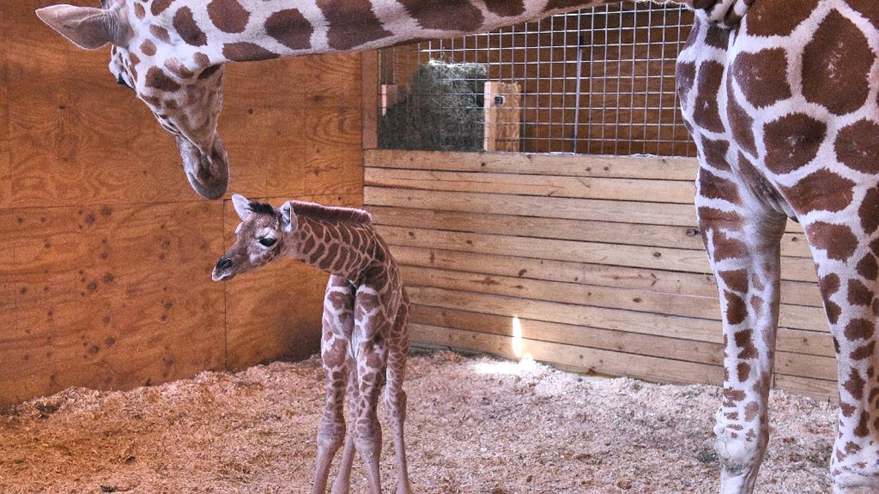 April the Giraffe and her baby: Behind the scenes