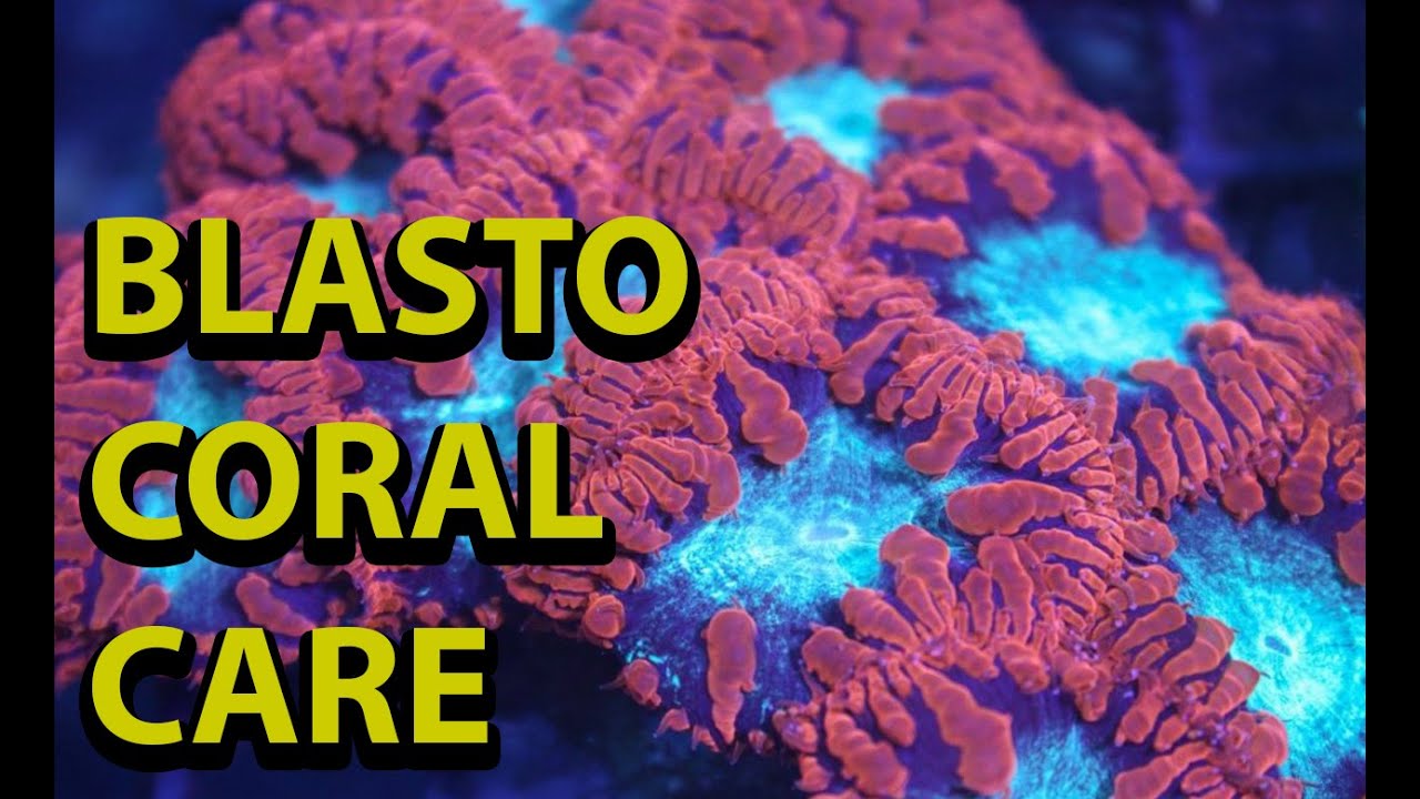 Blastomussa Coral Care & Tips