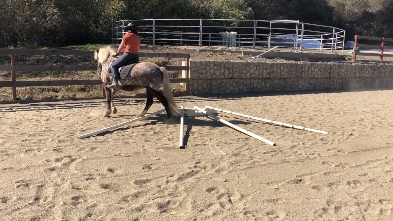 Jec Aristotle Ballou's 55 Corrective Exercises For Horses - Lesson One
