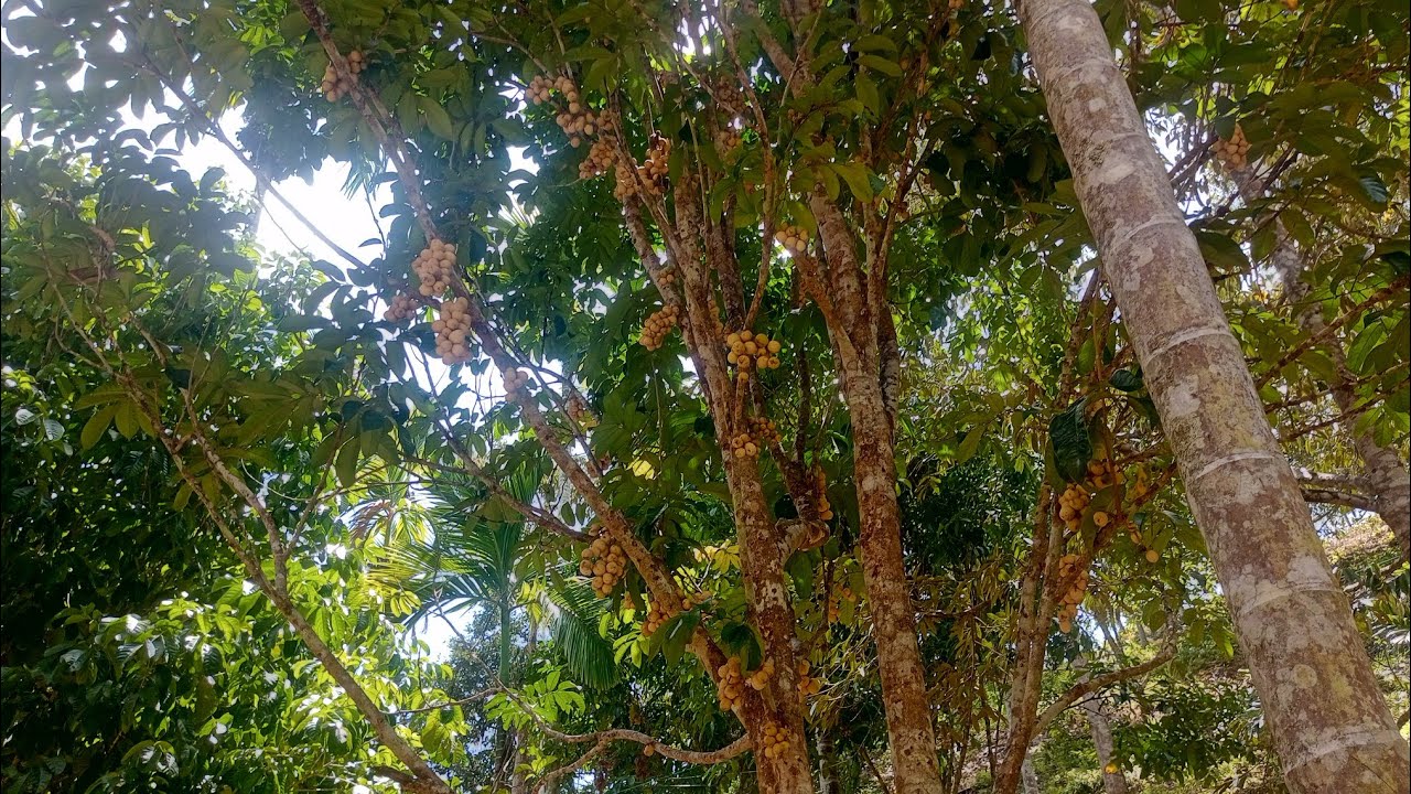 Buah Langsat siap panen