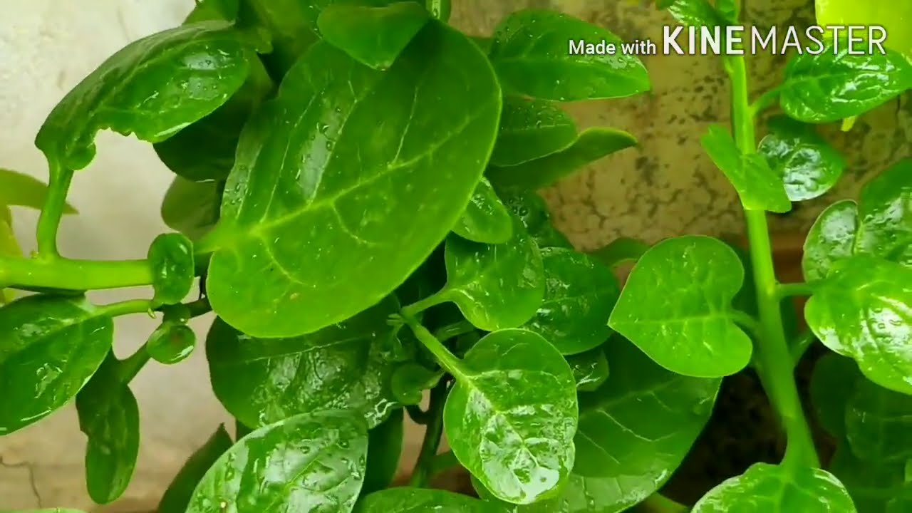 Malabar Spinach (Basella alba) Benefits and How to Grow in Soil and Water, A Climbing Perennial Vine