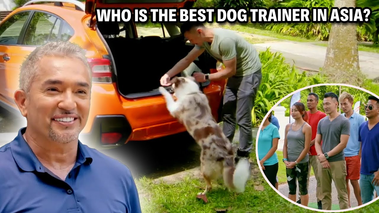 Which Dog Trainer Can Overcome These Pet Distractions? | Cesar Recruit Asia, Episode 1 - Part 1