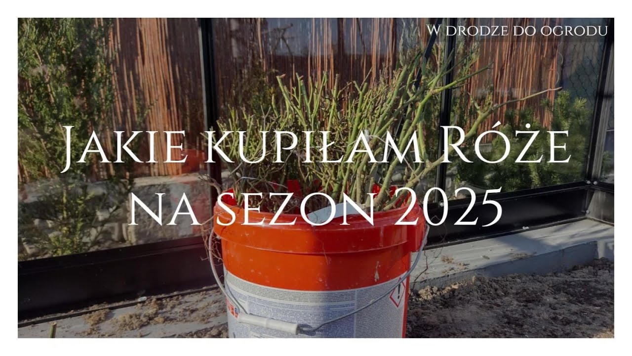 Jakie kupiłam Róże na sezon 2025