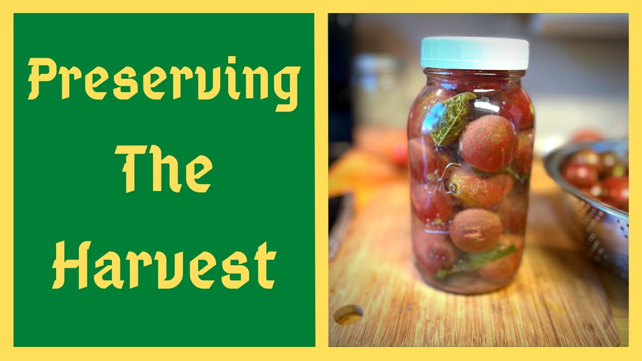 Fermented Tomatoes Are INSANELY Delicious - And They Store All Winter Long With NO REFRIGERATION